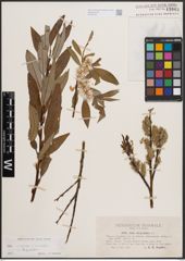 Foto von Salix L.